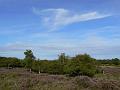 Heathland P1120520